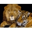 (1024х768, 200 Kb) Тигрица со Львом красивые обои на рабочий стол