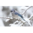 (1680х1050, 220 Kb) Птица с синими крыльями - картинки, обои на новые рабочие столы