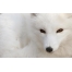 (1920х1200, 100 Kb) Волк Арктики - скачать бесплатно картинки на комп и обои