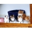 (1600х1200, 462 Kb) Разноцветные котята - скачать обои, гламурный рабочий стол