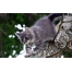 (1920х1200, 411 Kb) Кот на дереве - лучшие обои для рабочего стола и картинки