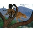 (1600х1200, 280 Kb) Леопард на дереве красивые обои на рабочий стол