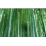 (1280х800, 299 Kb) Бамбук обои и красивые картинки на рабочий стол