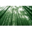 (1280х800, 285 Kb) Бамбуковый лес картинки, обои на новые рабочие столы