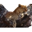 (1600х1200, 276 Kb) Леопард на дереве рабочий стол компьютера скачать бесплатно