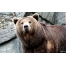 (1280х800, 228 Kb) Серьезный медведь скачать картинки и рисунки для рабочего стола