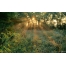 (1280х800, 319 Kb) Лучи солнца в лесу бесплатные картинки на комп и фотки для рабочего стола