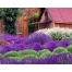 (1280х1024, 783 Kb) Природа - Цветущий сад картинки и обои на рабочий стол 1024 768