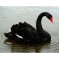 (1280х1024, 394 Kb) Черный лебедь, птицы лучшие картинки на рабочий стол, обои для рабочего стола