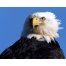 (1280х1024, 212 Kb) Белоголовый орлан, птицы картинки на комп бесплатно и обои для рабочего стола