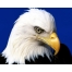 (1280х1024, 230 Kb) Орел, птицы бесплатные картинки на комп и фотки для рабочего стола