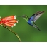 (1280х1024, 252 Kb) Колибри, птицы скачать фото на рабочий стол и обои