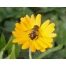 (1280х1024, 218 Kb) Пчела на цветке новейшие обои на рабочий стол и картинки