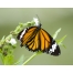 (1280х1024, 245 Kb) Бабочка новые обои, новые картинки