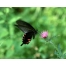 (1280х1024, 359 Kb) Черная бабочка картинки и широкоформатные обои для рабочего стола
