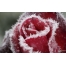 (1280х800, 175 Kb) Замерзшая роза скачать картинки и обои на рабочий стол