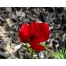 (1280х1024, 162 Kb) Красный тюльпан.  Цветы картинки и обои - оформление рабочего стола