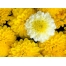 (1600х1200, 207 Kb) Желтые цветы картинки и обои, поменять рабочий стол