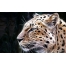 (1280х800, 180 Kb) Рисованный Леопард скачать бесплатно картинки и обои