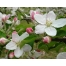 (1280х1024, 250 Kb) Яблоневый цвет красивые обои и фото установить на рабочий стол
