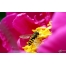 (1280х800, 98 Kb) Пчела на цветке картинки и обои на рабочий стол компьютера