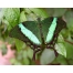 (1280х1024, 420 Kb) Зеленая бабочка картинки и обои, смена рабочего стола