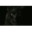 (1280х800, 146 Kb) Черный кот картинки, обои на рабочий стол широкоформатный