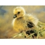(1024768, 224 Kb) New Feathers, Lesley Harrison  ,   
