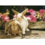 (1024768, 217 Kb) Bunnies In Petunias, Lesley Harrison       