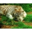 (1280х1024, 231 Kb) Картинка персидский тигр на компьютер, картинки и новые обои