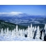(1280х1024, 394 Kb) Снежный лес картинки, скачать фоновый рисунок для рабочего стола