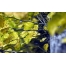 (1280х800, 172 Kb) Желтенькие листья скачать картинки бесплатные для компа
