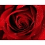 (12801024, 158 Kb) Red Rose    ,   
