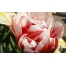 (1280х800, 181 Kb) Симфония тюльпанов красивое фото на рабочий стол и картинки