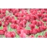 (1280х800, 543 Kb) Тюльпаны фотографии на рабочий стол
