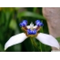 (1024х768, 64 Kb) Синия орхидея фотографии на рабочий стол