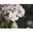 (1024х768, 194 Kb) Нежные цветы скачать фото на рабочий стол и обои