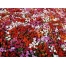(1024х768, 369 Kb) Море цветов клевые картинки - тюнинг рабочего стола
